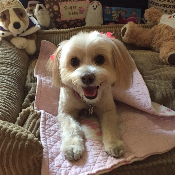 Bundle 3 dog 🐶 items for 10% off / read m… - Picture 6 of 16